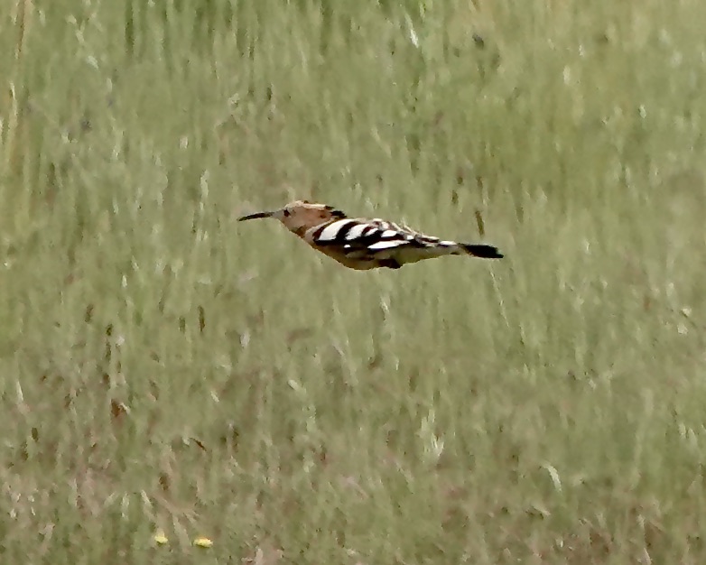 hoopoe